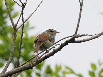 Japanese Bush Warbler 境川遊水地公園 Sat, 4/27/2024