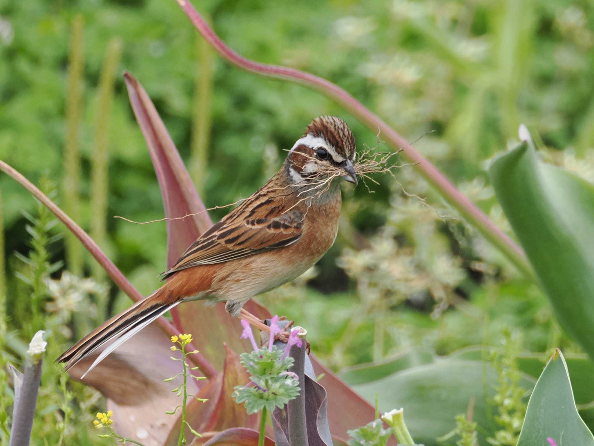 Photo of Meadow Bunting at 境川遊水地公園 by こむぎこねこ