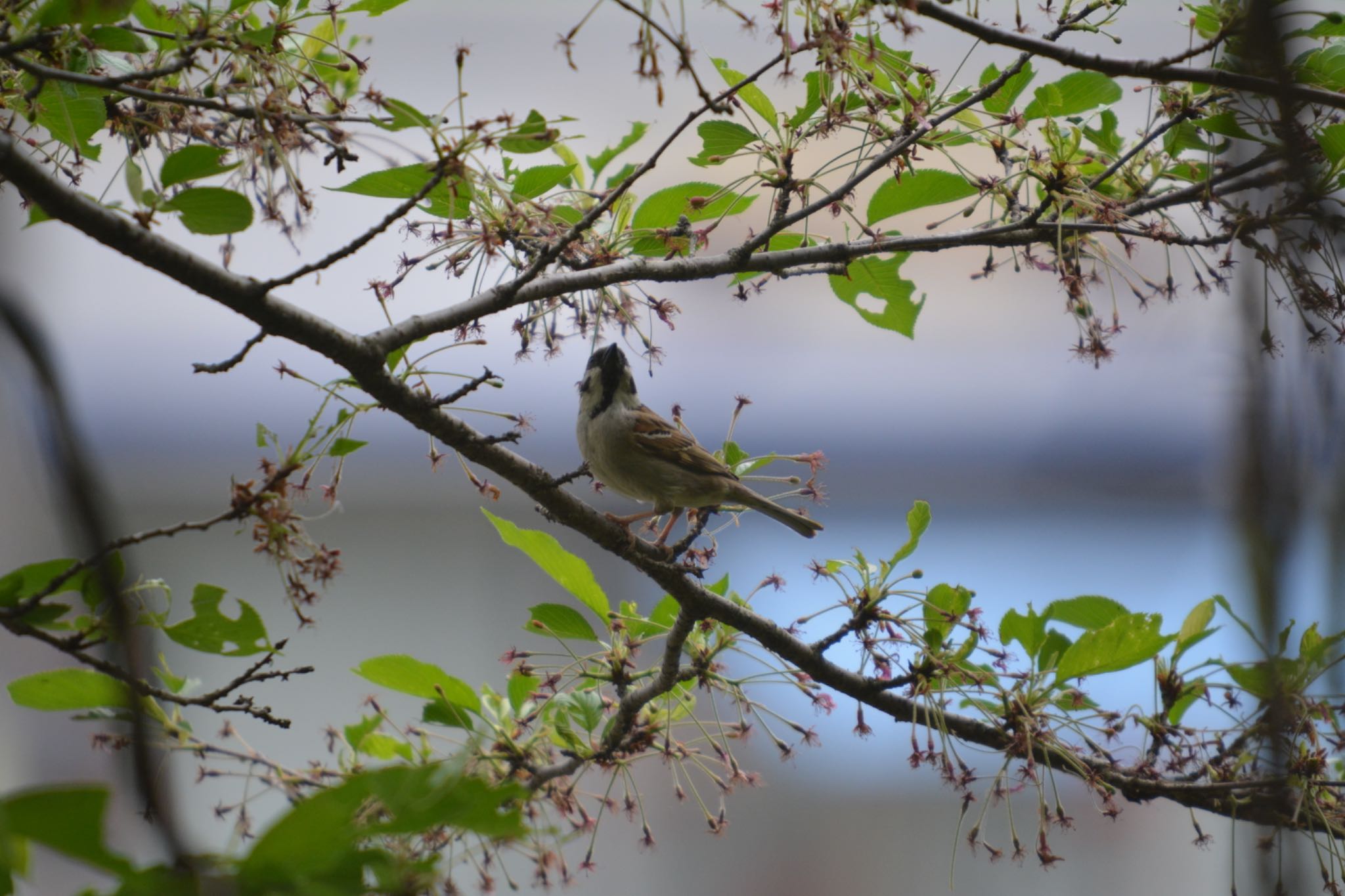 Photo of Eurasian Tree Sparrow at 小牧山 by noel2023