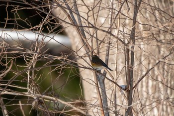 Red-flanked Bluetail 市民鹿島台いこいの森 Mon, 12/31/2018