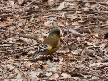 Grey-capped Greenfinch Akigase Park Sun, 3/24/2024