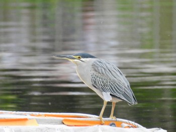 ササゴイ 都立浮間公園 2024年4月27日(土)