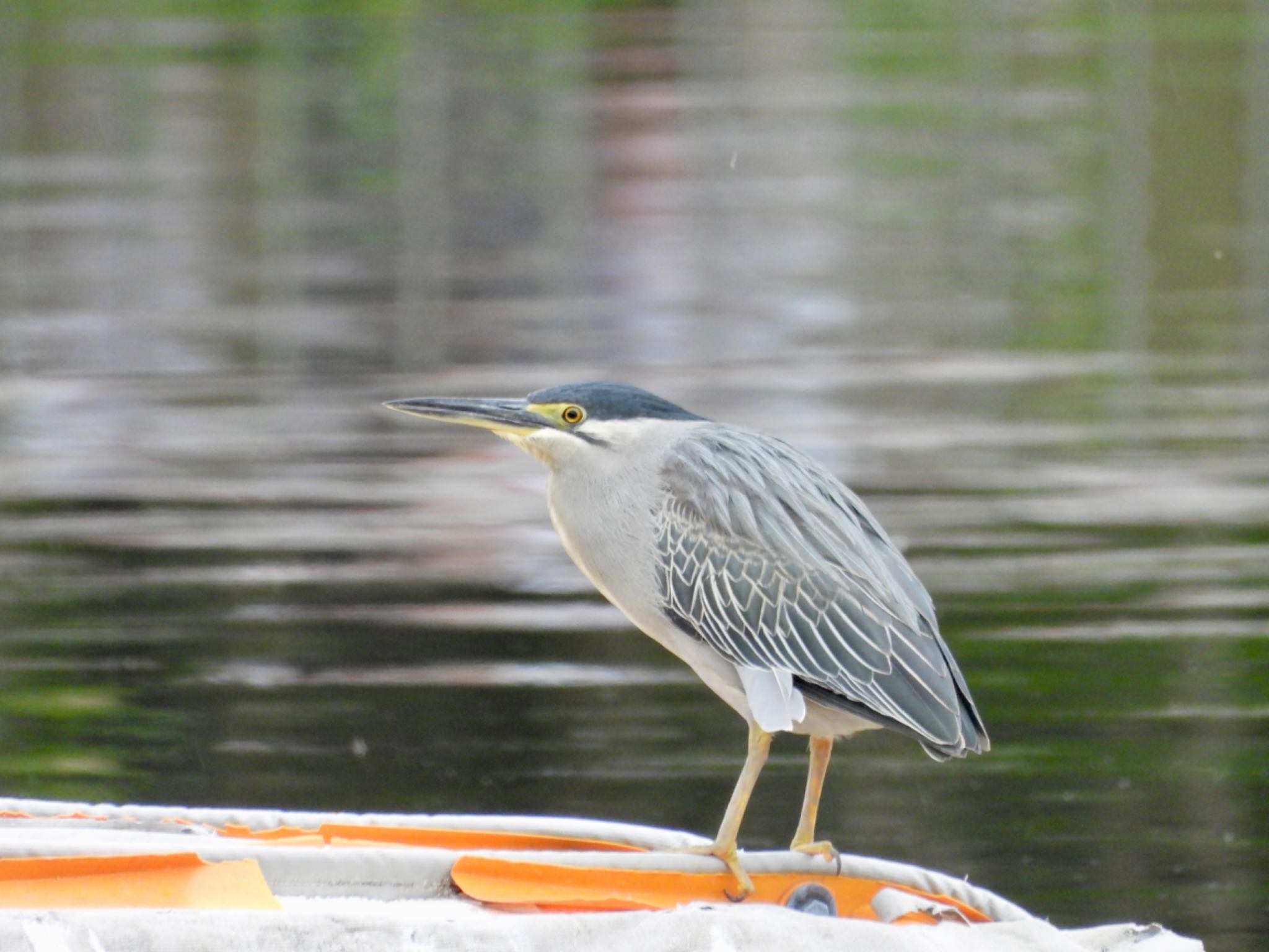 Photo of Striated Heron at Ukima Park by ShinyaYama