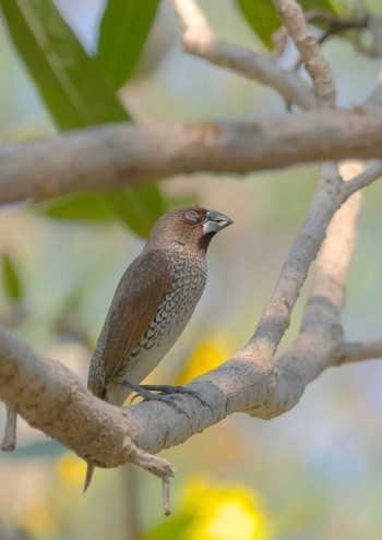 Scaly-breasted Munia Wachirabenchathat Park(Suan Rot Fai) Thu, 4/25/2024