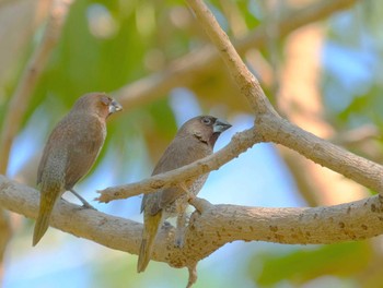 Scaly-breasted Munia Wachirabenchathat Park(Suan Rot Fai) Thu, 4/25/2024