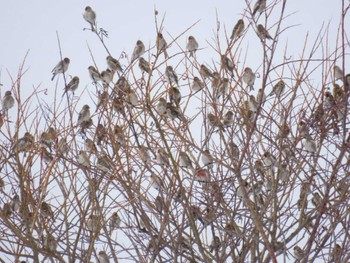 Common Redpoll Unknown Spots Sun, 3/3/2024