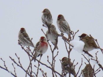 Common Redpoll Unknown Spots Sun, 3/3/2024