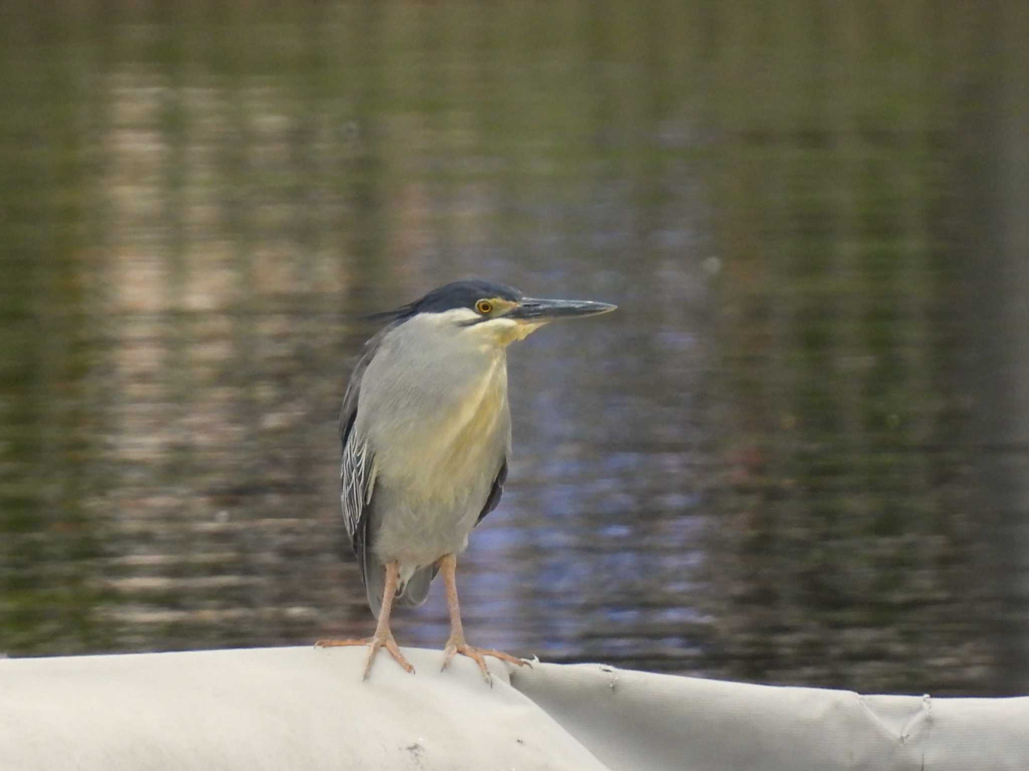 Striated Heron