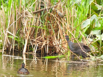 Common Moorhen Ukima Park Sat, 4/27/2024