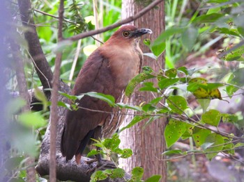 Japanese Night Heron Ukima Park Sat, 4/27/2024