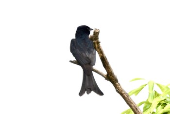 Black Drongo 福岡県福岡市 Sat, 4/27/2024