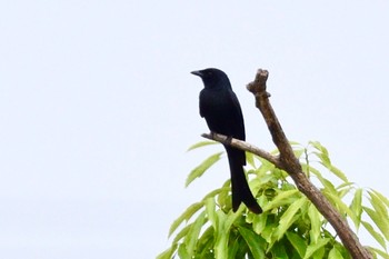 Black Drongo 福岡県福岡市 Sat, 4/27/2024