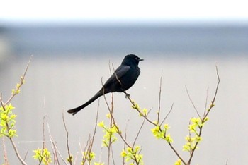 Black Drongo 福岡県福岡市 Fri, 4/26/2024