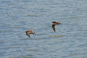 Ruddy Turnstone 若洲緑道公園 Sun, 5/8/2022