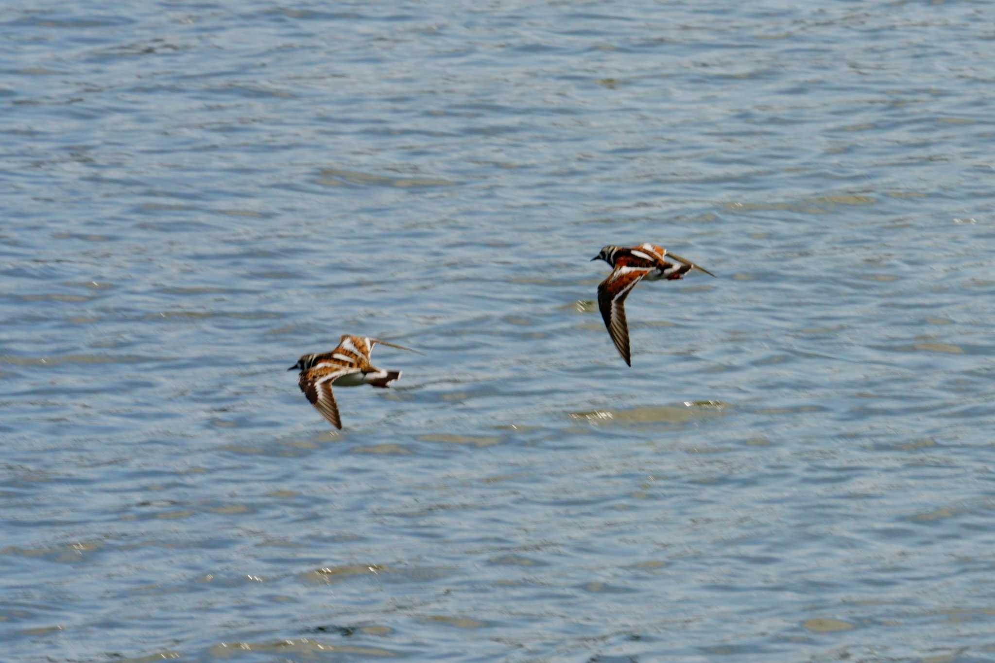 Photo of Ruddy Turnstone at 若洲緑道公園 by na san