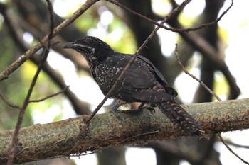 Asian Koel Gardens by the Bay (Singapore) Sat, 4/13/2024