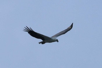 White-bellied Sea Eagle Gardens by the Bay (Singapore) Sat, 4/13/2024