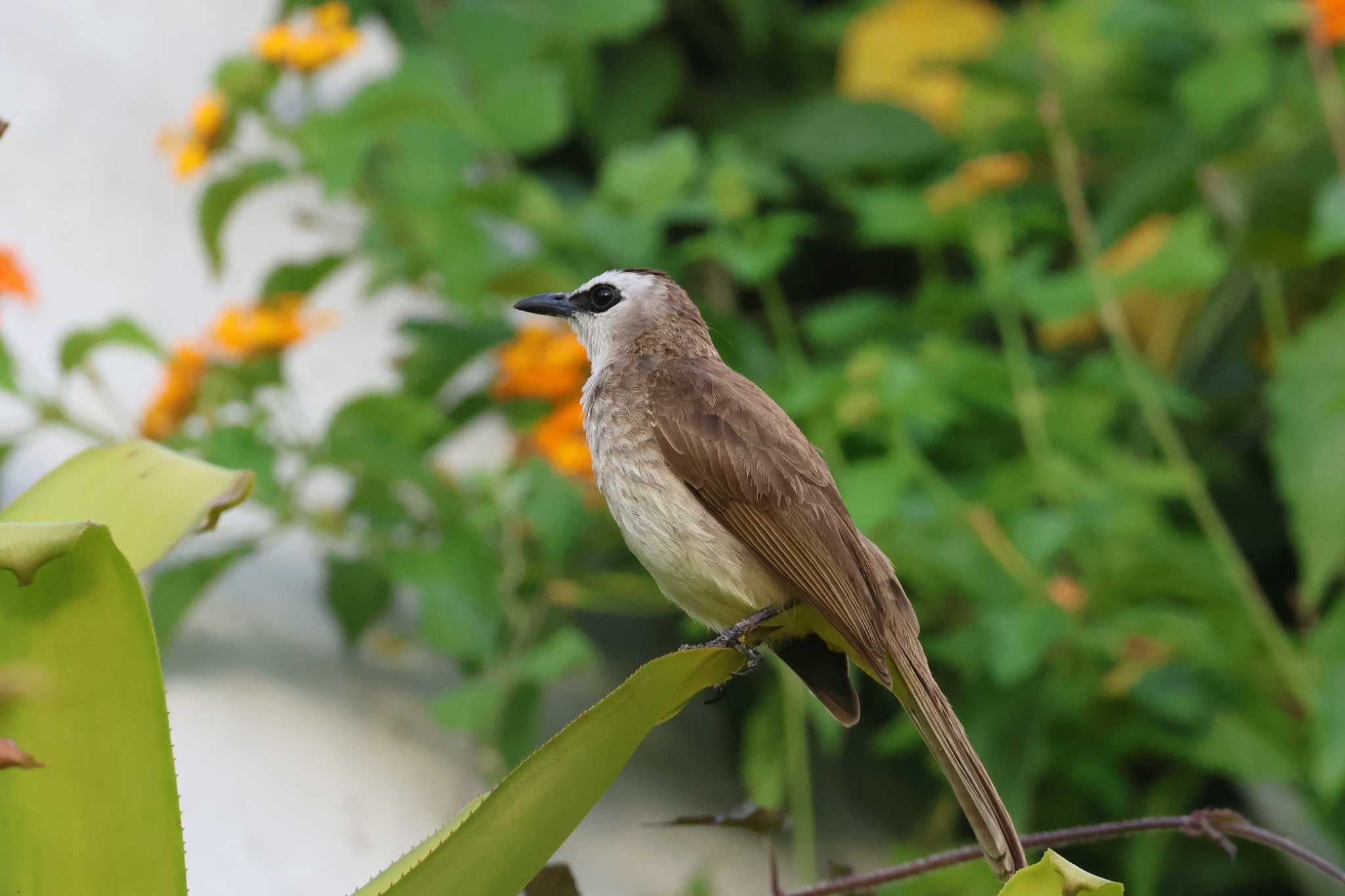 Yellow-vented Bulbul