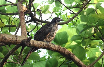 Asian Koel Gardens by the Bay (Singapore) Sat, 4/13/2024