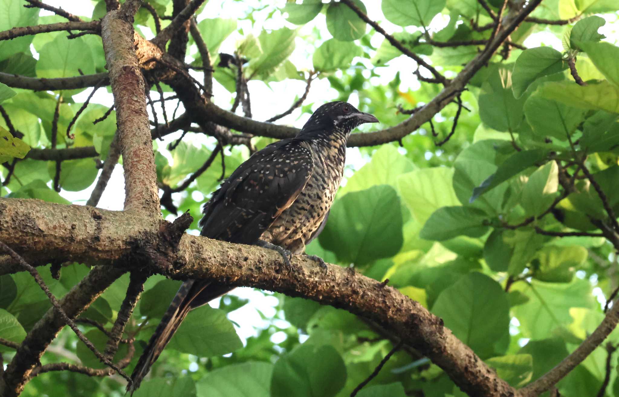 Photo of Asian Koel at Gardens by the Bay (Singapore) by ぼぼぼ