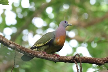 Pink-necked Green Pigeon Gardens by the Bay (Singapore) Sat, 4/13/2024