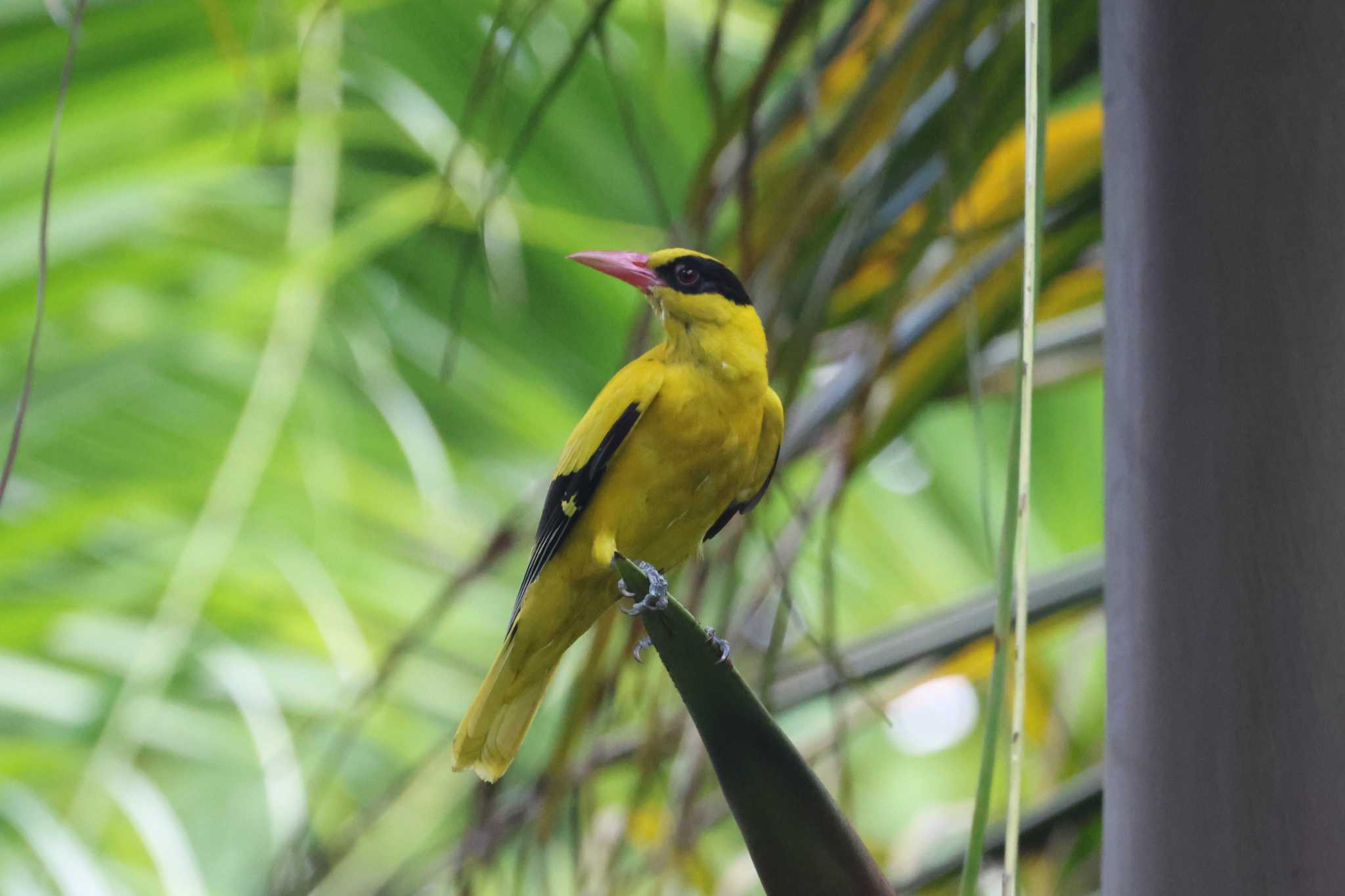 Photo of Black-naped Oriole at Gardens by the Bay (Singapore) by ぼぼぼ