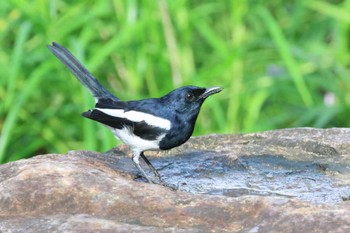 Oriental Magpie-Robin Gardens by the Bay (Singapore) Sat, 4/13/2024