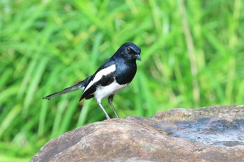 Oriental Magpie-Robin Gardens by the Bay (Singapore) Sat, 4/13/2024