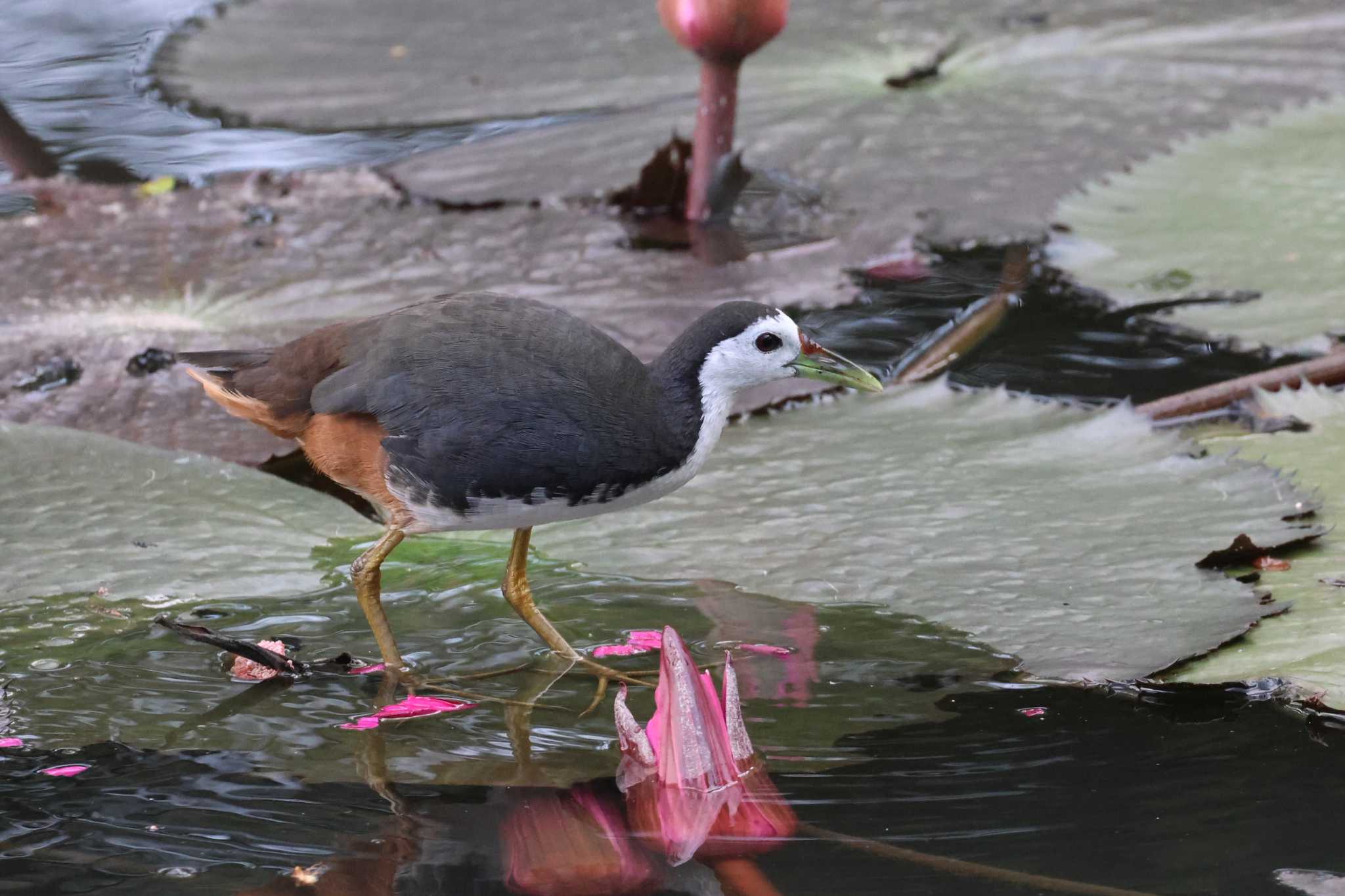 Photo of White-breasted Waterhen at Gardens by the Bay (Singapore) by ぼぼぼ