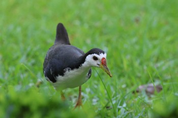 White-breasted Waterhen Gardens by the Bay (Singapore) Sat, 4/13/2024