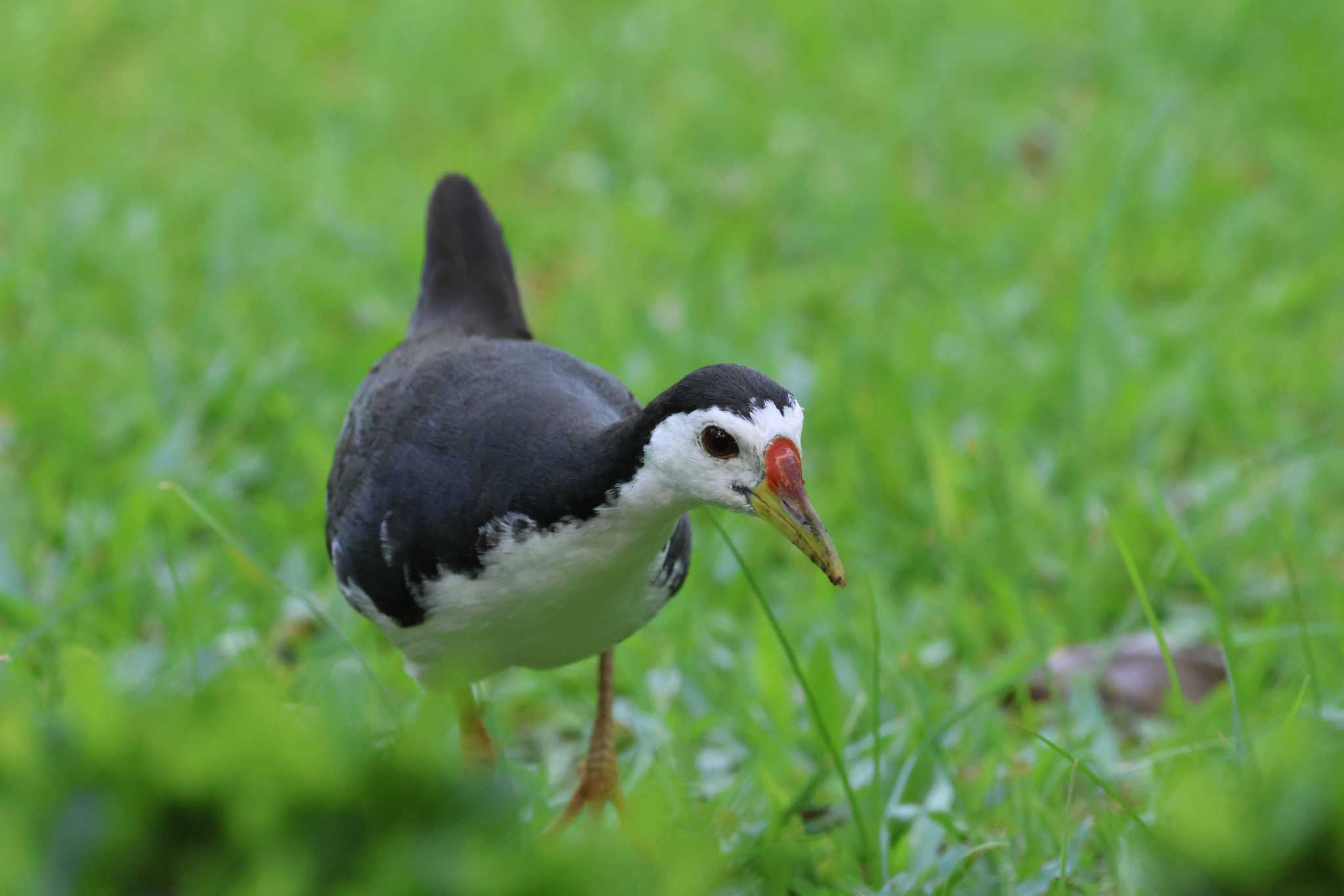 Photo of White-breasted Waterhen at Gardens by the Bay (Singapore) by ぼぼぼ