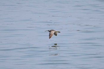 Eurasian Whimbrel 若洲緑道公園 Thu, 5/5/2022