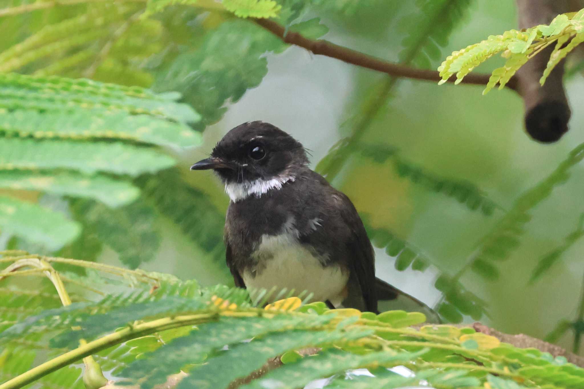 Photo of Malaysian Pied Fantail at Gardens by the Bay (Singapore) by ぼぼぼ