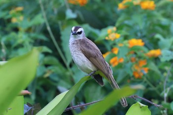 Yellow-vented Bulbul Gardens by the Bay (Singapore) Sat, 4/13/2024