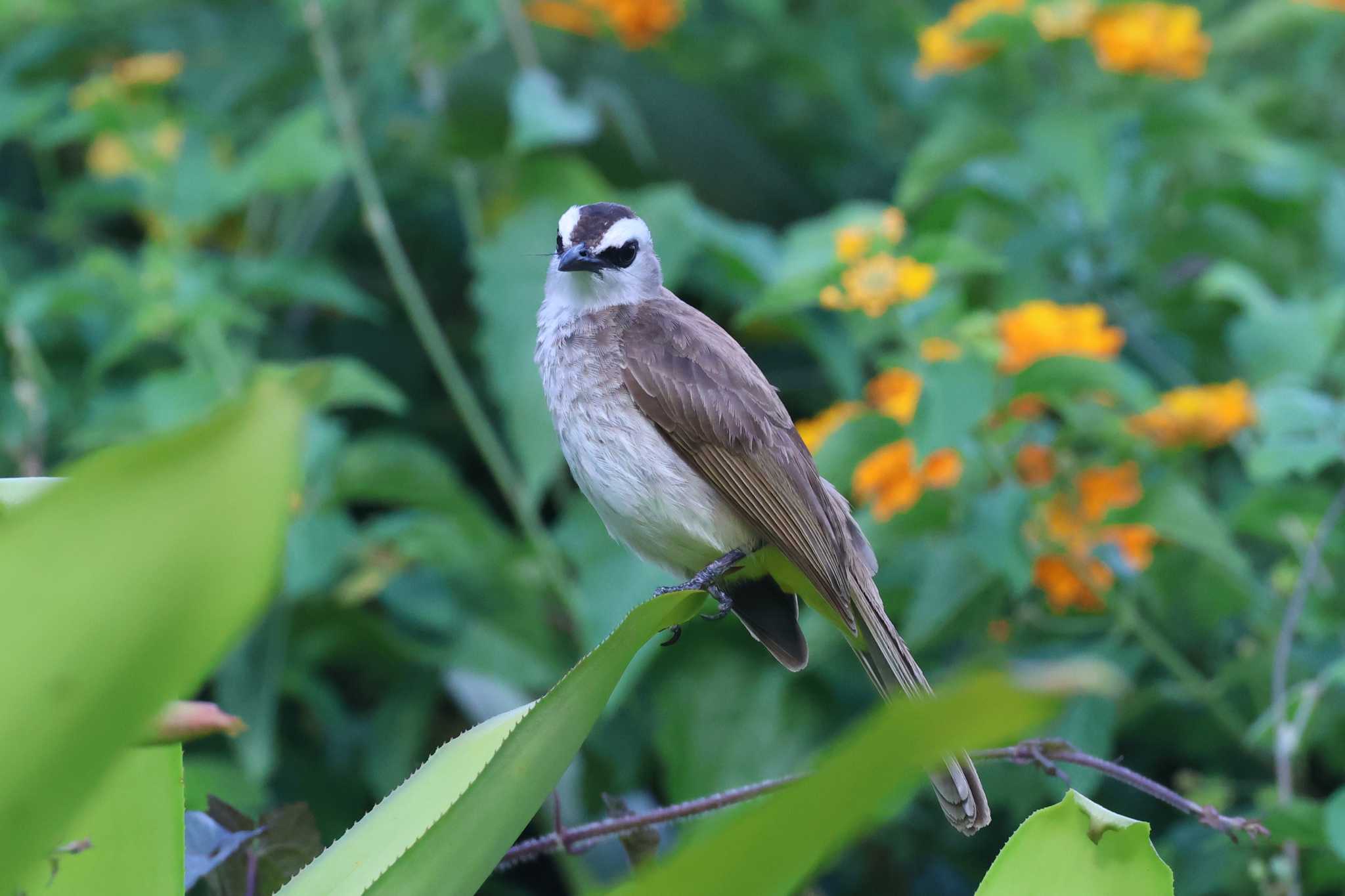 Photo of Yellow-vented Bulbul at Gardens by the Bay (Singapore) by ぼぼぼ