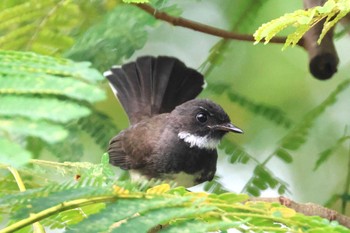 Malaysian Pied Fantail Gardens by the Bay (Singapore) Sat, 4/13/2024