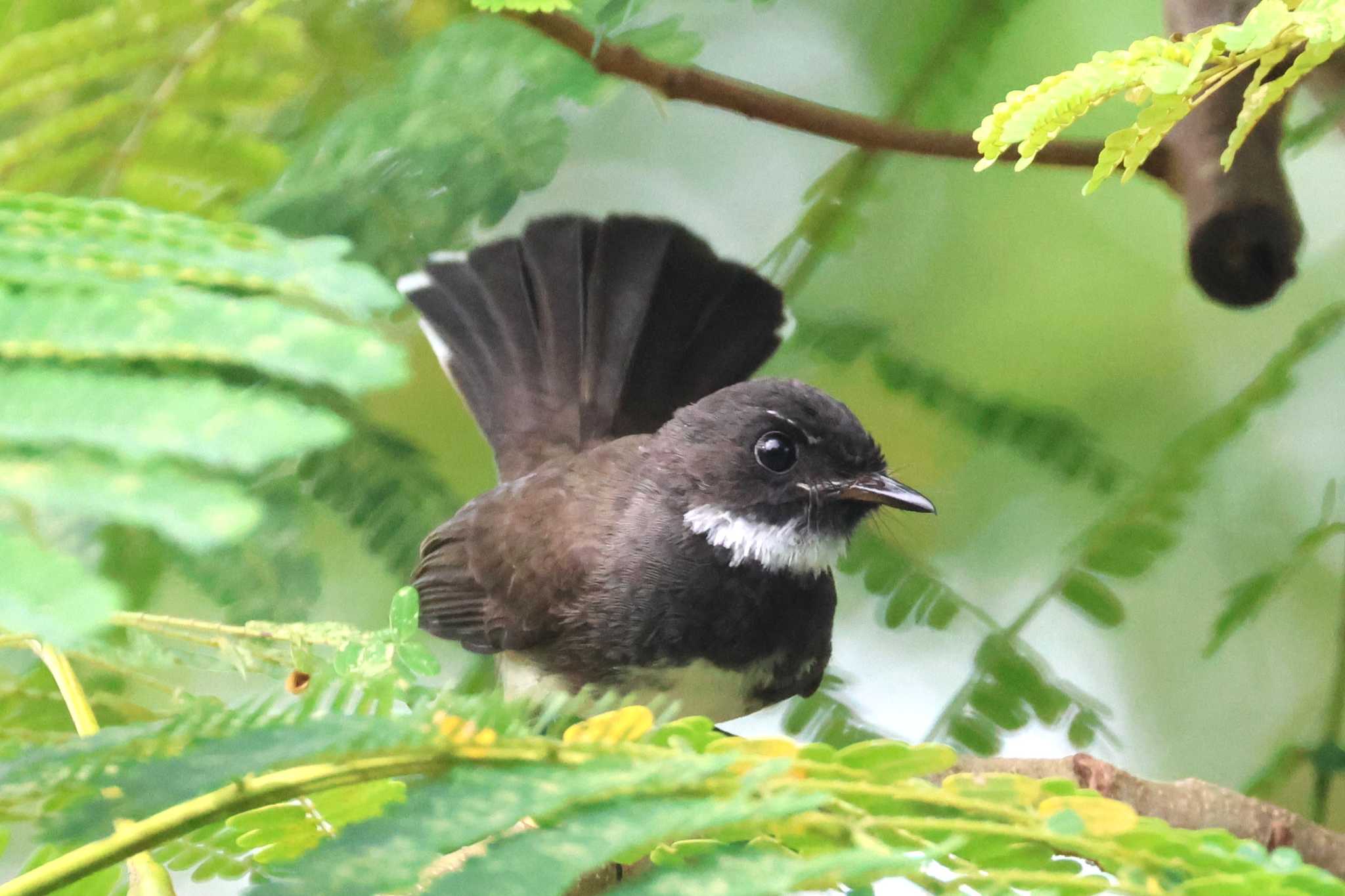 Photo of Malaysian Pied Fantail at Gardens by the Bay (Singapore) by ぼぼぼ