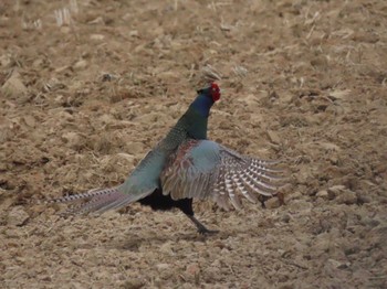 Green Pheasant Izunuma Wed, 4/24/2024