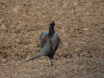 Green Pheasant Izunuma Wed, 4/24/2024