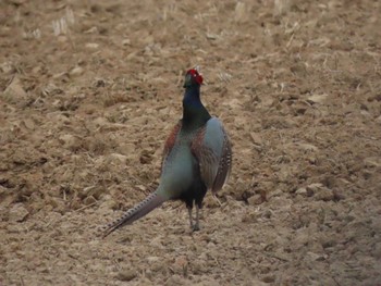 Green Pheasant Izunuma Wed, 4/24/2024