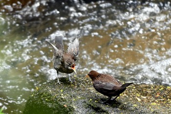 カワガラス 王滝渓谷 2024年4月26日(金)