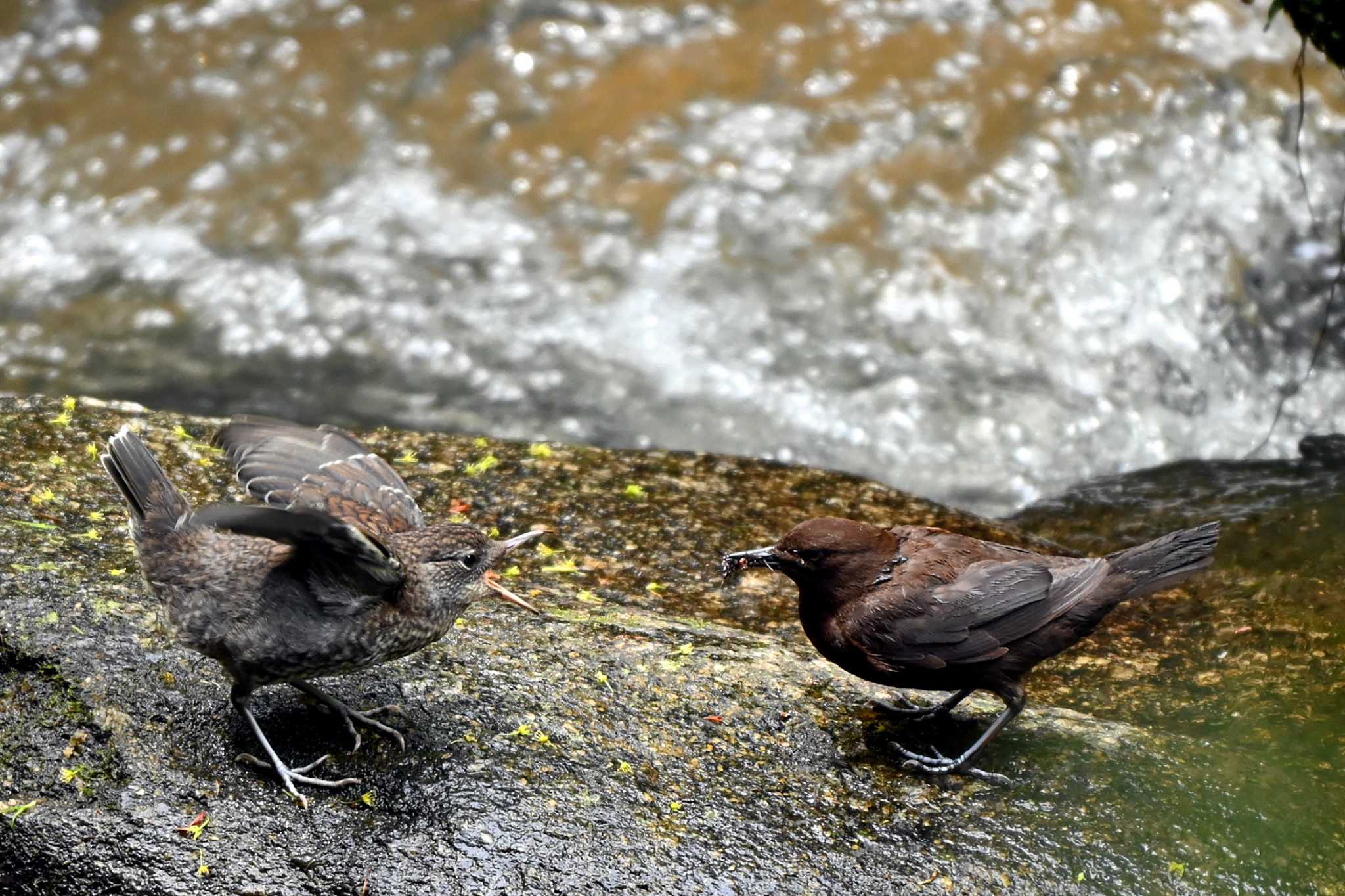 Photo of Brown Dipper at 王滝渓谷 by ポッちゃんのパパ