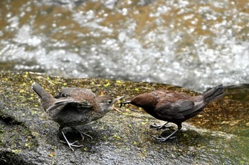 カワガラス 王滝渓谷 2024年4月26日(金)