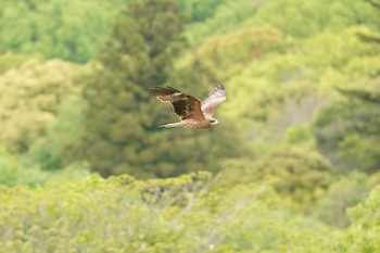 トビ 奈良市水上池 2024年4月27日(土)