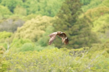 Black Kite 奈良市水上池 Sat, 4/27/2024