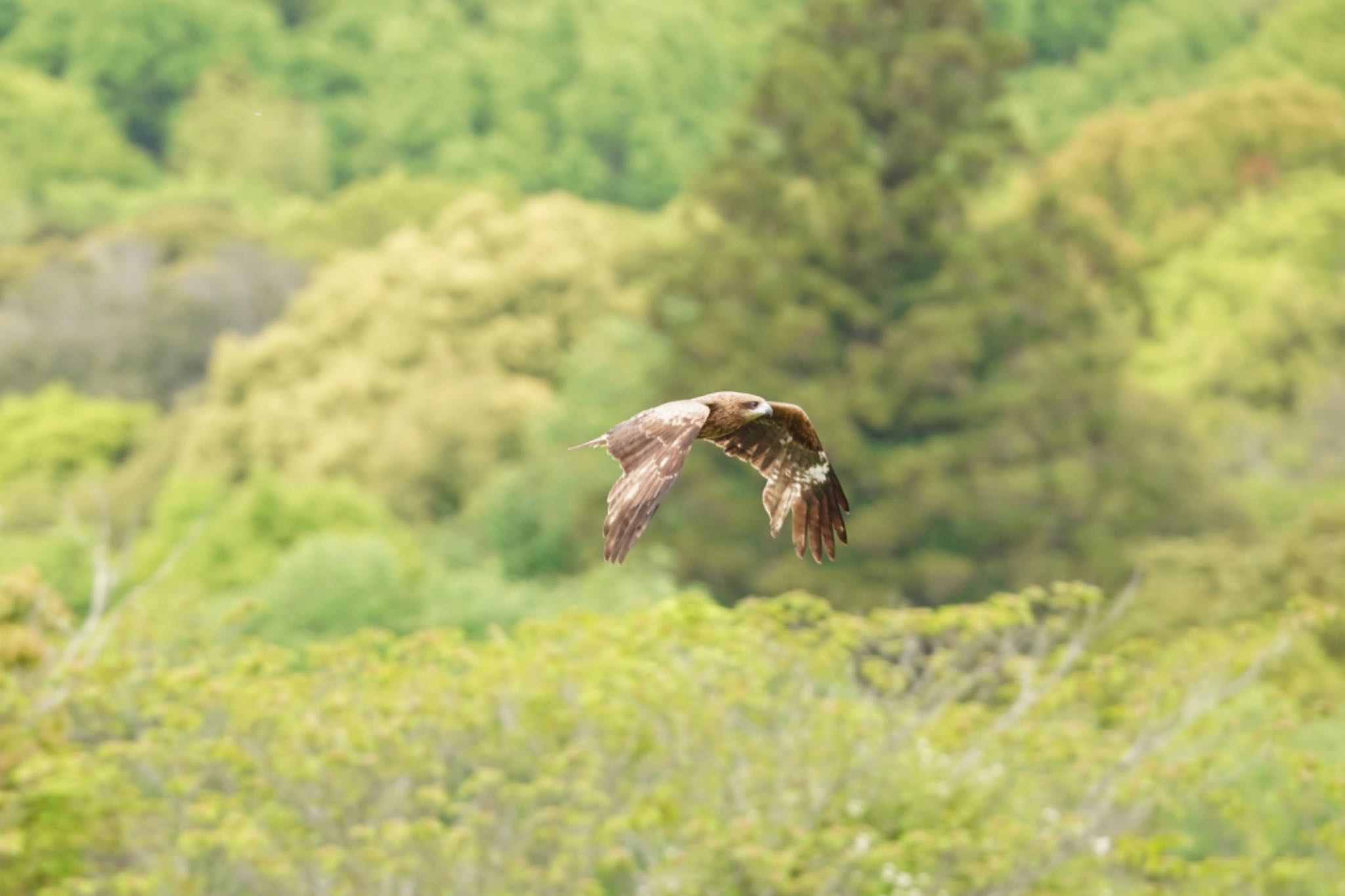 Photo of Black Kite at 奈良市水上池 by アサシン