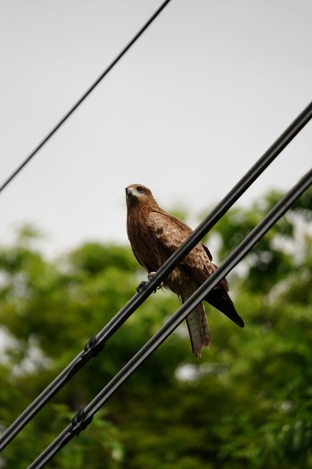 Black Kite 奈良市水上池 Sat, 4/27/2024