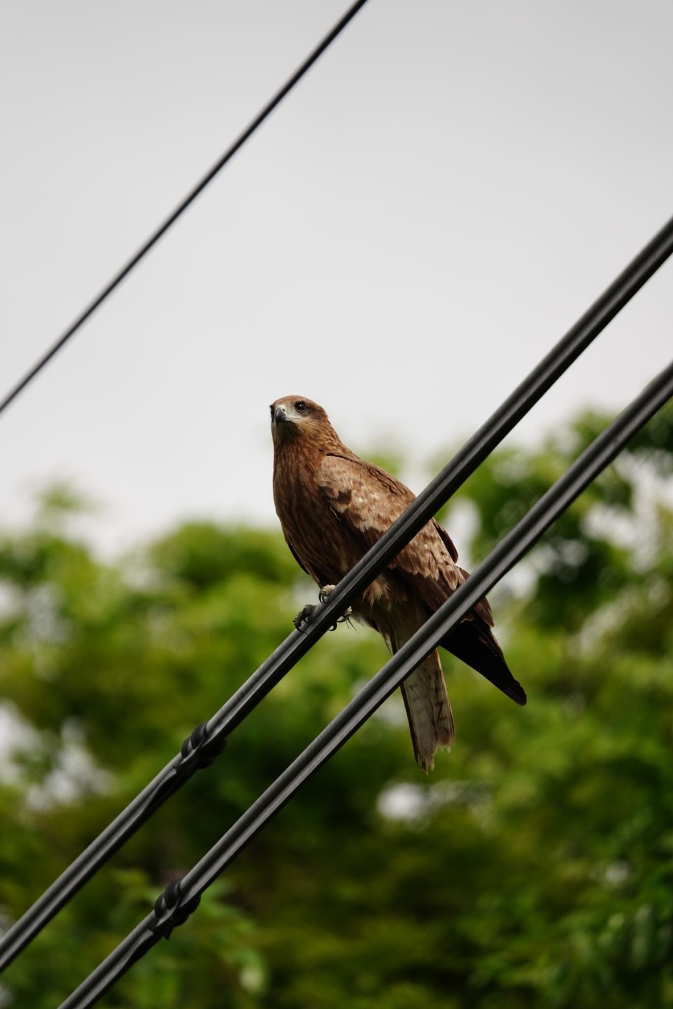 Photo of Black Kite at 奈良市水上池 by アサシン