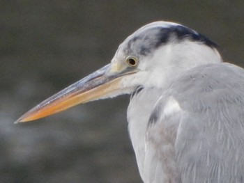 Grey Heron 隅田公園 Sat, 4/27/2024