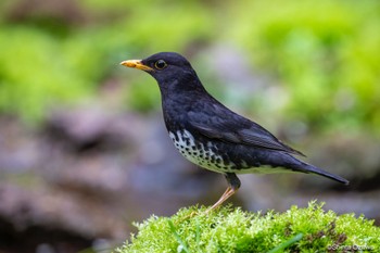 Japanese Thrush 裏山 Sat, 4/27/2024